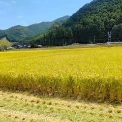 三重県産　キヌヒカリ　精米10kg
の画像