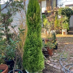 コニファー（ゴールドクレスト） 高さ約2m／引き取り希望・配達応相談 の画像