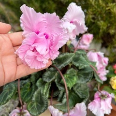 シクラメンの画像