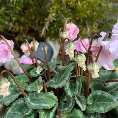 シクラメンの画像