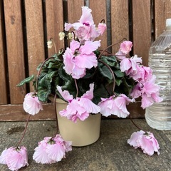 シクラメンの画像