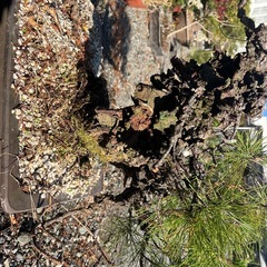 盆栽　錦松の画像