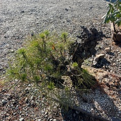 盆栽　錦松の画像