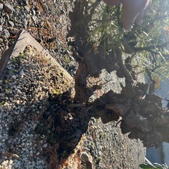 盆栽　錦松の画像