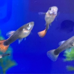 国産ミックスグッピー5匹＋ミナミヌマエビ3匹の画像