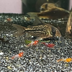 ミックスシュリンプ(熱帯魚、エビ、メダカ水槽)の画像