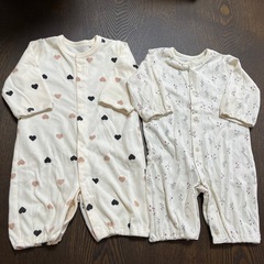 冬春　50〜60センチの画像