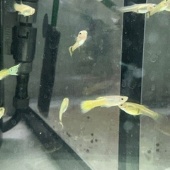 ミックスグッピーの画像