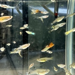 ミックスグッピーの画像