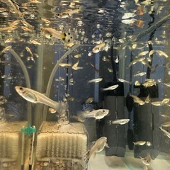 ミックスグッピーの画像