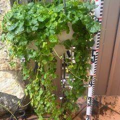 かわいいパンダスミレ★約70ｃｍ★植物 ★夏越できます。★つる菫の画像