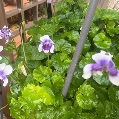 かわいいパンダスミレ★約70ｃｍ★植物 ★夏越できます。★つる菫の画像