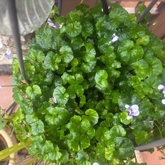 かわいいパンダスミレ★約70ｃｍ★植物 ★夏越できます。★つる菫の画像