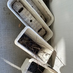 【無料/杉並区】プランター・植木鉢 まとめてお譲りします（土入り・現状渡し）の画像