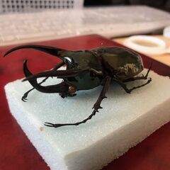 ヘラクレスオオカブトの画像