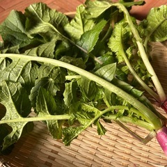 紅白大根の画像