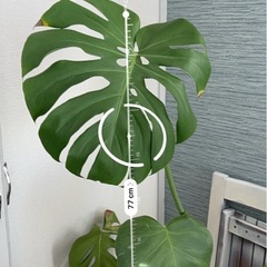 モンステラの画像