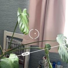 モンステラの画像