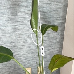 ストレチアの画像