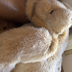 巨大クマのぬいぐるみの画像