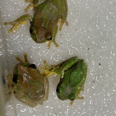 ムシクイオオクサガエルの画像