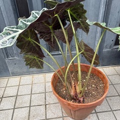 観葉植物の画像