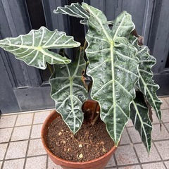 観葉植物の画像