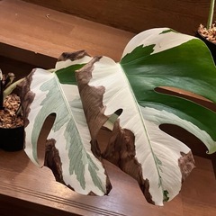 観葉植物　モンステラ ボルシギアナ アルボの画像