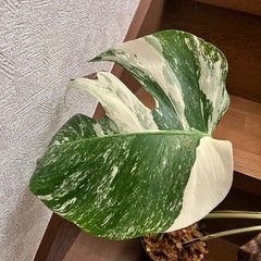 観葉植物　モンステラ ボルシギアナ アルボの画像