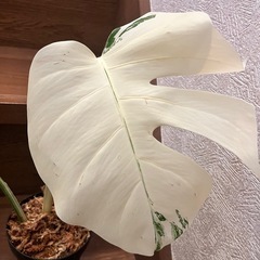 観葉植物　モンステラ ボルシギアナ アルボの画像