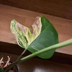 観葉植物　モンステラ ボルシギアナ オーレアの画像