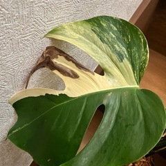 観葉植物　モンステラ ボルシギアナ オーレアの画像