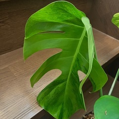 観葉植物　モンステラ ボルシギアナ オーレアの画像