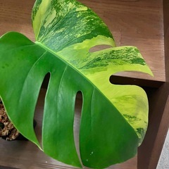 観葉植物　モンステラ ボルシギアナ オーレアの画像