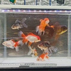 ローズテールオランダ10匹セール🙂5000円の画像