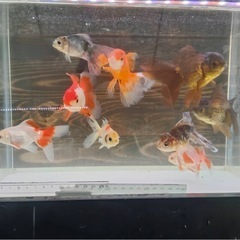 ローズテールオランダ10匹セール🙂5000円の画像