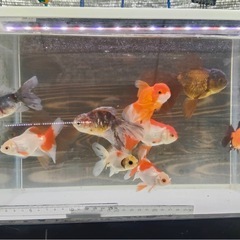 ローズテールオランダ10匹セール🙂5000円の画像