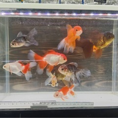 ローズテールオランダ10匹セール🙂5000円の画像