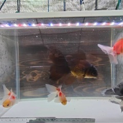 ローズテールオランダ5匹4000円の画像