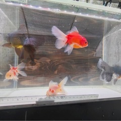 ローズテールオランダ5匹4000円の画像