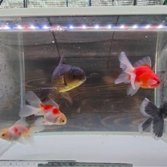 ローズテールオランダ5匹4000円の画像