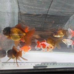 オランダショート10匹3000円の画像