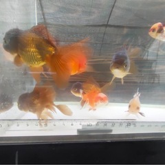 オランダショート10匹3000円の画像