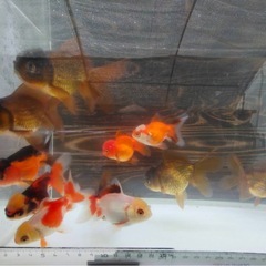 オランダショート10匹3000円の画像