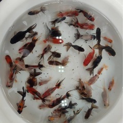 （成約済）東錦、ローズテール、琉金三種類まとめて2000円の画像