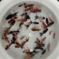 （成約済）東錦、ローズテール、琉金三種類まとめて2000円の画像