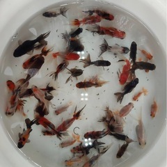 （成約済）東錦、ローズテール、琉金三種類まとめて2000円の画像