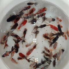 （成約済）東錦、ローズテール、琉金三種類まとめて2000円の画像