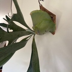 ビカクシダ　ビフルカツム板付けの画像