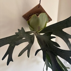 ビカクシダ　ビフルカツム板付けの画像